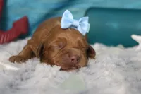Parfait , a female Cocker Spaniel and Poodle - Toy  for sale in Trenton, MO – 1 of 7