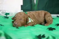 Stephen , a male Poodle - Miniature  for sale in Trenton, MO – Photo 2 of 5