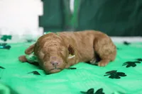 Stephen , a male Poodle - Miniature  for sale in Trenton, MO – Photo 3 of 5