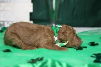 Stephen , a male Poodle - Miniature  for sale in Trenton, MO – Photo 4 of 5