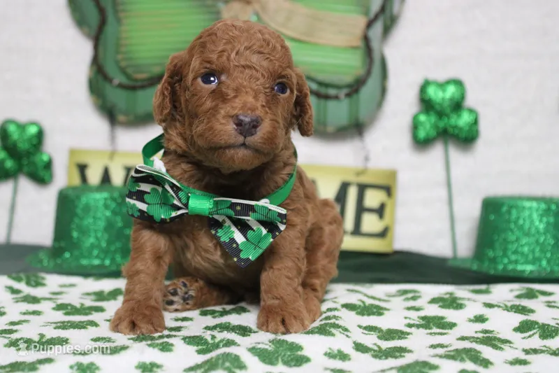 Stephen  – Poodle - Miniature  puppy for sale in Trenton, MO