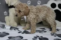 Willie , a male Poodle - Toy  and Havapoo for sale in Trenton, MO – 5 of 10