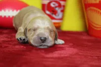 Yuzu, a male Golden Retriever for sale in Trenton, MO – 3 of 8