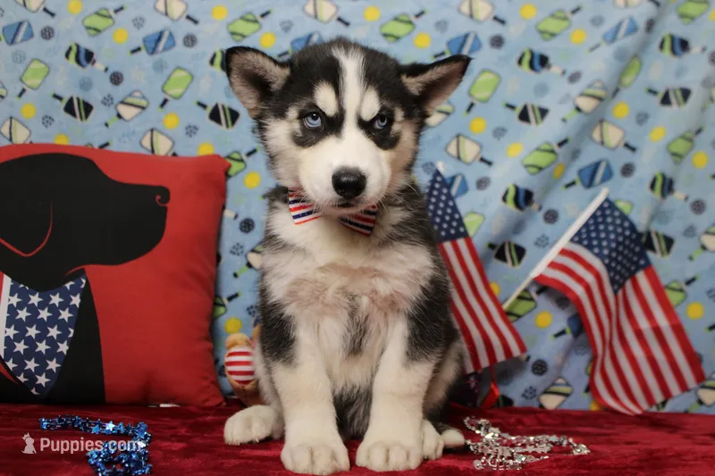 Atlas  – Siberian Husky puppy for sale in Trenton, MO