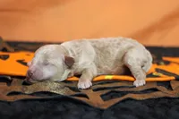 Aramis , a male Havapoo for sale in Trenton, MO – 3 of 8