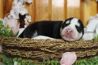 Atlas , a male Siberian Husky for sale in Trenton, MO – 6 of 10