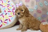 Maddie, a female Cockapoo for sale in Trenton, MO – 6 of 7