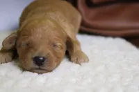 Ravioli , a male Miniature Goldendoodle for sale in Trenton, MO – 3 of 7