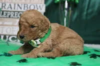 Pibb, a male Miniature Goldendoodle for sale in Trenton, MO – Photo 4 of 7