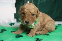 Pibb, a male Miniature Goldendoodle for sale in Trenton, MO – Photo 3 of 7