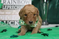 Pibb, a male Miniature Goldendoodle for sale in Trenton, MO – Photo 1 of 7