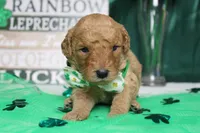 Pibb, a male Miniature Goldendoodle for sale in Trenton, MO – Photo 2 of 7