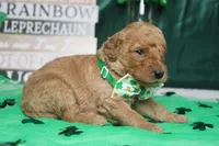 Pibb, a male Miniature Goldendoodle for sale in Trenton, MO – Photo 5 of 7