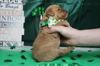 Pibb, a male Miniature Goldendoodle for sale in Trenton, MO – Photo 6 of 7
