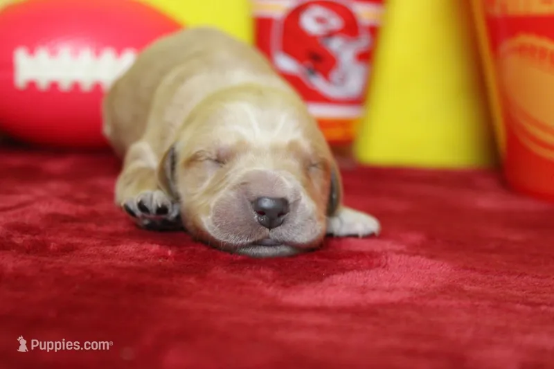 Yuzu – Golden Retriever puppy for sale in Trenton, MO