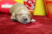 Yuzu, a male Golden Retriever for sale in Trenton, MO – 1 of 8