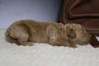 Gnocchi, a male Miniature Goldendoodle for sale in Trenton, MO – 5 of 8