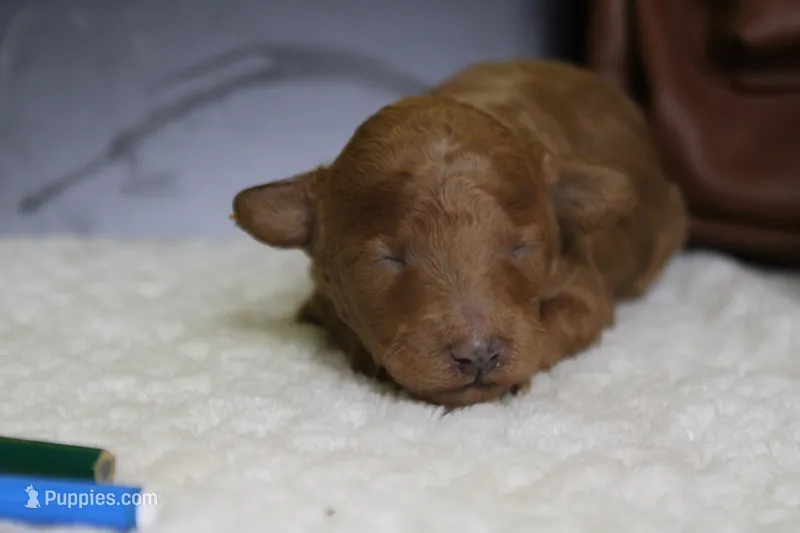 Valencia  – Poodle - Miniature  puppy for sale in Trenton, MO