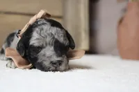 Spot, a male Miniature Aussiedoodle for sale in Trenton, MO – 7 of 10