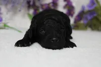 Peppercorn , a male Poodle - Toy  for sale in Trenton, MO – 4 of 10