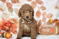 Seville, a male Poodle - Miniature  for sale in Trenton, MO – 2 of 8