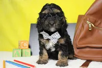 Rocky , a male Cockapoo for sale in Trenton, MO – 3 of 6