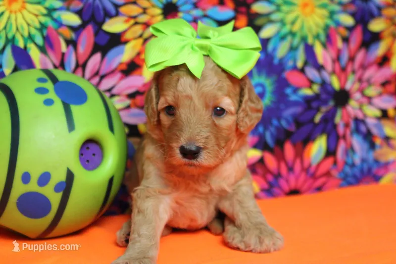 Ravioli  – Miniature Goldendoodle puppy for sale in Trenton, MO