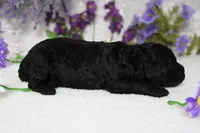Peppercorn , a male Poodle - Toy  for sale in Trenton, MO – 7 of 10