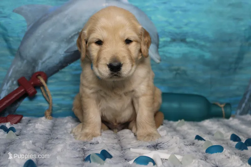 Babka  – Golden Retriever puppy for sale in Trenton, MO