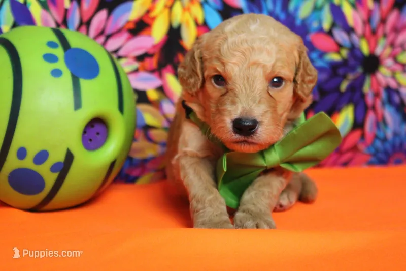 Alfredo  – Miniature Goldendoodle puppy for sale in Trenton, MO