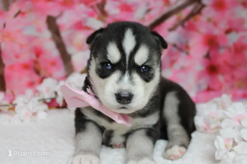Koda  – Siberian Husky puppy for sale in Trenton, MO