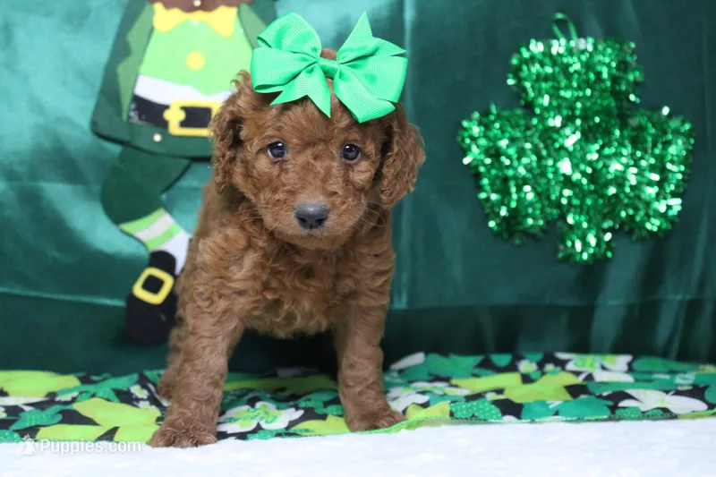 Katie  – Poodle - Miniature  puppy for sale in Trenton, MO