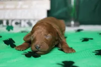 Katie , a female Poodle - Miniature  for sale in Trenton, MO – Photo 3 of 8