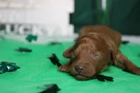 Katie , a female Poodle - Miniature  for sale in Trenton, MO – Photo 2 of 8