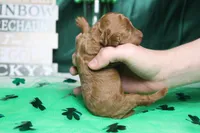 Katie , a female Poodle - Miniature  for sale in Trenton, MO – Photo 7 of 8
