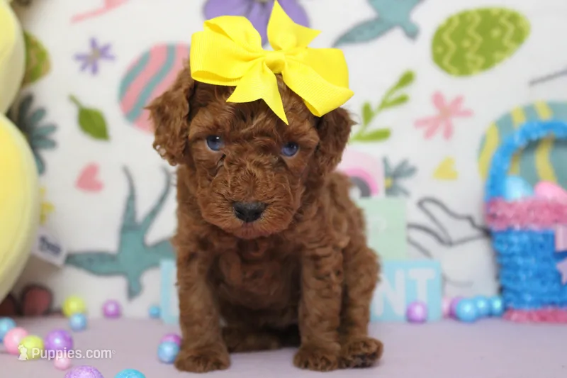 Katie  – Poodle - Miniature  puppy for sale in Trenton, MO