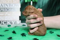 Katie , a female Poodle - Miniature  for sale in Trenton, MO – Photo 8 of 8