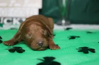 Katie , a female Poodle - Miniature  for sale in Trenton, MO – Photo 1 of 8