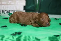 Katie , a female Poodle - Miniature  for sale in Trenton, MO – Photo 6 of 8