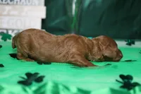 Katie , a female Poodle - Miniature  for sale in Trenton, MO – Photo 5 of 8