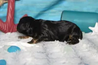 Ripple , a male Cocker Spaniel and Poodle - Toy  for sale in Trenton, MO – 3 of 7