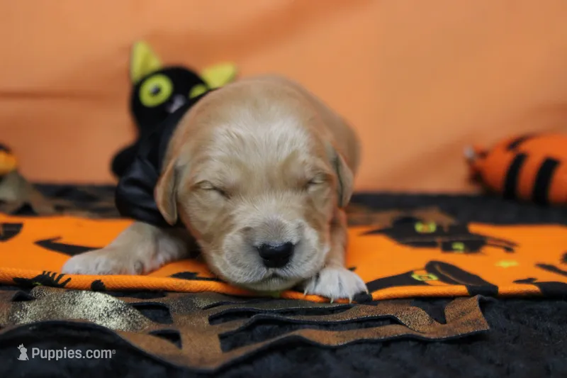 Guava – Golden Retriever puppy for sale in Trenton, MO