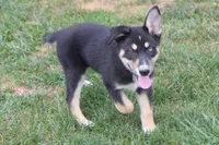 Dahlia , a male Siberian Husky and Miniature Aussiedoodle for sale in Trenton, MO – 7 of 9