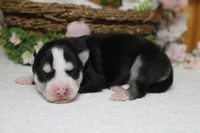 Atlas , a male Siberian Husky for sale in Trenton, MO – 9 of 10