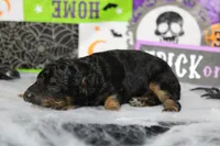 Ray , a male Poodle - Toy  for sale in Trenton, MO – 6 of 10