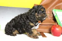Ripple , a male Cockapoo for sale in Trenton, MO – 5 of 6