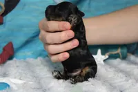 Ripple , a male Cocker Spaniel and Poodle - Toy  for sale in Trenton, MO – 7 of 7
