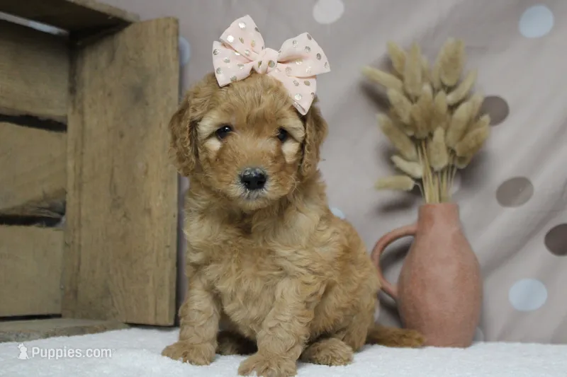 Ravioli  – Miniature Goldendoodle puppy for sale in Trenton, MO
