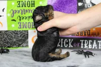 Ray , a male Poodle - Toy  for sale in Trenton, MO – 9 of 10