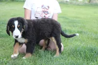 Moose , a male Bernese Mountain Dog for sale in Trenton, MO – 7 of 10
